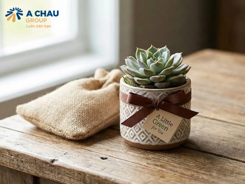 Chậu Cây Mini quà lưu niệm công ty tuyệt vời